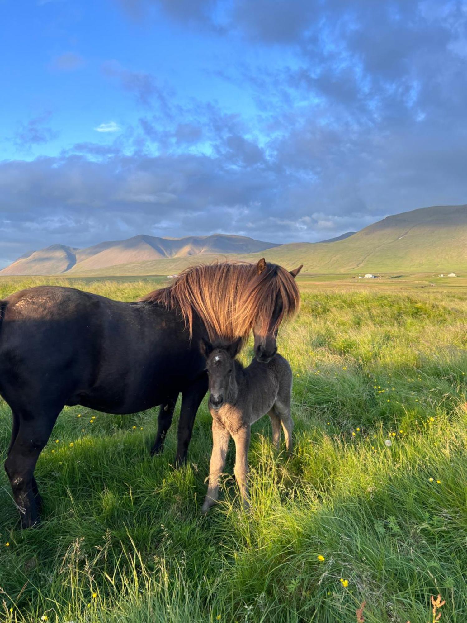 Stora-Asgeirsa Horse Farm Stay Vithigerthi Eksteriør bilde
